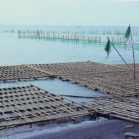 臺灣西部海岸的潟湖等海水能量較低的地方，往往是養殖業發展的好地點。本照片為金湖的養殖業，垂直於水流方向的漁網與遍佈的蚵架是最主要的景觀。
