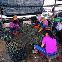大鵬灣中的養蚵人家，一家大小正努力從剛撈起的牡蠣串中挑出牡蠣，準備拿到市場賣個好價錢。這也是西部沿海漁民從事養殖業生活的最佳寫照。