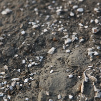大安溪峽谷的地層─卓蘭層，屬於沉積地層，由於沉積時位於海平面下，因此當中不乏貝類化石，如長牡蠣─雙殼綱的貝殼化石。隨著河水、雨水的侵蝕作用將地表物質移除，有些貝殼化石露出地表，很輕易的就能發現，如圖中的貝殼化石碎屑。