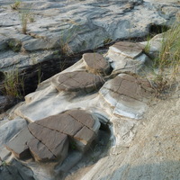 大安溪河川兩側被節理切割的「圓盤石」。其實圓盤石就是平常較常聽到的「結核」，是過去岩層堆積時，地下水帶動鈣、鐵質礦物的堆積處。由於鈣、鐵質抗侵蝕能力相對較強，因此露出地表後，在差異侵蝕作用後會相對突出。另外，受到板塊的擠壓，堅硬的結核上產生數道裂隙，是為「節理」。