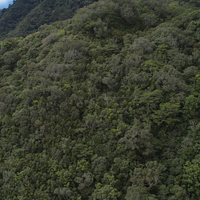 台東縣卑南鄉雙鬼湖自然保留區附近的山坡，植被相當茂密，當地海拔一千五百到二千五百公尺的植物，屬於以櫟木、紅檜、鐵杉混合的針闊葉混合林。從空照圖可看出不同類別的植物，有著不同顏色與外形的樹冠。