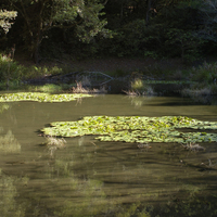 奧萬大生態池中含有豐富的動植物生態，生態池的作用為供給動植物利用的穩定大面積水域，增加生態系的棲地多樣性，兼具生態與景觀效益。