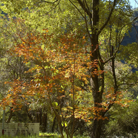 奧萬大是全台名氣最響亮的賞楓處，擁有全國最大的天然楓香純林，從森林公園走過吊橋，就可以進入這片約八公頃的楓林區，每年十一、十二月深秋楓紅時節，滿山殷紅的顏色令人神往。
