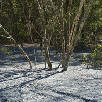 奧萬大森林遊樂區內，林木因泥沙淤積，被掩埋的景象。