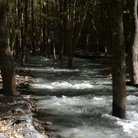 由於河床上的土石不斷的淤積，導致河床逐漸上升，當淤積的高度比原本河岸較高時，使得河川改變流路，出現河水穿過樹林的景象。
