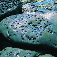 砂岩表面的孔洞，可能為沈積過程中生物鑽洞及相對軟弱物質填充孔洞。成岩之後在差異侵蝕的作用下所形成。而當孔洞的侵蝕擴大，孔洞間會相連接形成大型類似壺穴的地形。