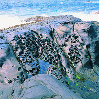 砂岩層表面的孔洞為佳樂水地區最廣泛可見的景觀，於照片中並可觀察到平行層理與節理的構造。