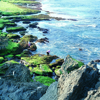屏東龍坑地區的珊瑚礁景觀。由於環境適合，珊瑚在此大量繁殖，形成大規模珊瑚礁海岸。