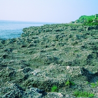 屏東小琉球的珊瑚裙礁。由於環境適合珊瑚生長，所以在海岸形成大規模的珊瑚裙礁，全長超過2公里，非常具有特色。