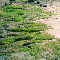屏東小琉球的海蝕平台上，因為受到海水作用形成侵蝕現象，照片中的珊瑚礁面也被侵蝕而形成線狀的侵蝕溝。