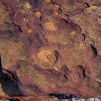 在岩層中夾有礫石，這是在岩層沈積時，礫石掉入共同沈積所形成的。此外，在岩層中也可以觀察到許多小起伏，這是沈積時的波紋（ripple mark），被保留在岩層之中。
