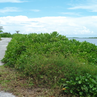 在潟湖旁，除了蔓性爬藤植物外，還有一些矮小灌木生長於此。如照片中的海人樹，是守護海岸前線的重要角色，當綻放黃色花朵時，為潟湖生態增添不少生命力。