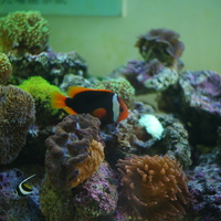 東沙島附近的海藻屬於熱帶海藻，眾多海藻也吸引許多熱帶魚類前來覓食。根據統計，東沙島有超過500種魚類，其中有幾種較為稀有。本照片為東沙環礁公園研究中心內的水族箱所攝。