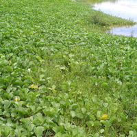 位於潟湖旁可觀察到蔓性爬藤植物，其中馬鞍藤像綠色地毯覆蓋在水域邊，與潟湖水域形成顏色上的對比。特別是當馬鞍藤開出紫紅色的花朵時，更增添當地景觀的豐富度。