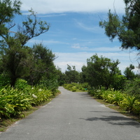 東沙島目前主要道路已鋪設柏油路面，路旁有成排矮小的草本植物和少許高大樹木，與藍色的天空對比，景色格外鮮明。