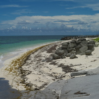 在東沙島淺海的底質環境，海草生長茂密，已形成海草床生態系。台灣海草種類有10種，東沙島即占有7種，其中以泰來草(Thalassia hemprichii)為主。