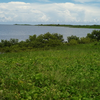 從東沙島潟湖邊往潟湖口方向望去，在潟湖邊許多灌叢和草本植物成群生長。