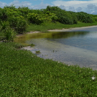 東沙島潟湖邊的植物因生長底質和沙灘不同，是腐植質較多的泥質土，而非珊瑚沙，再加上潟湖周遭風速較小，故以海馬齒植物為主。