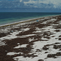 在東沙島白色沙灘上面，覆蓋許多死亡的海草。這些死亡的海草由海水衝上陸地，成為許多生物有機質的重要來源，因而吸引許多浮游生物和海鳥前來覓食。