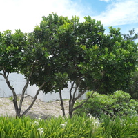 東沙島因陸地面積小，全島接受海洋影響，故島上植被皆為海岸植群，屬於亞熱帶海岸林植被。