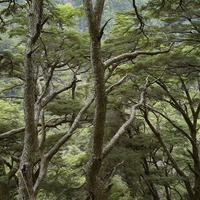 玉山主峰海拔高度近4000公尺，在登頂的過程可看到中海拔常見的針葉林，植被非常高大且茂密，保存尚屬良好，是大自然的珍貴資產。