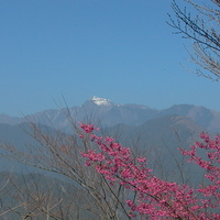 在冬季，雪山山頂常有白色的積雪，呈現雪白色的景觀，配上前方粉紅色的櫻花，視覺層次豐富。