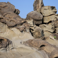 照片中可以看到薑石與下方岩層有明顯的上下分層，表示岩性有所差異。薑石只有部分的蜂窩岩發育其上，形成奇岩怪石的地景。可以說明岩層組成、膠結不同，因差異侵蝕而成。