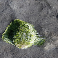 裂片石蓴，藻體草綠色至墨綠色，藻體常成不規則分裂，成熟藻體葉片會扭轉呈螺旋狀，藻體長度一般約20-50公分，寬1-3公分，有時長可達1公尺以上。