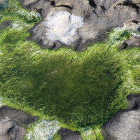 藻礁的成因為海水中的藻類在骨骼鈣化之後，逐漸堆積並重新膠結成為塊狀如同礁石一般的型態。由於藻類主要生活在陽光可以穿透的淺水區域，因此藻礁的出現通常與濱線、潮間帶等淺水區域的分布相關，具有地形變遷研究上的價值。從其中藻類化石的種類與分布更可以了解海岸沉積環境與環境條件的變遷，是具有科學意義的地景點。由於目前對本地的研究尚有未定論之處，加上石蓴菜僅以附生並未鈣化與膠結，故此地的海岸需要更多的了解以辨明在科學與地形上的性質與特色。