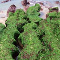 大屯火山群的火山熔岩向北流竄入自北部海岸，冷凝後的安山岩體在潮汐的作用下，藻類附著於其上，每年3-5月火山岩體上就長滿了綠色的石蓴等藻類，甚為美觀。