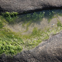 石蓴藻類主要先附著於石槽溝壁的兩側，依序向外生長，當海水隨著漲潮、退潮不斷流動，使石槽溝內蓄積海水，環境在長期濕潤下，能夠加速藻類快速繁殖的機會。