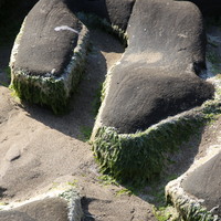 藻礁初始沿著石槽周圍生長，逐漸向上部蔓延，當石溝內部的泥沙不斷堆積，會掩蓋原先已附著於石槽之藻礁，影響石蓴藻類的生長。