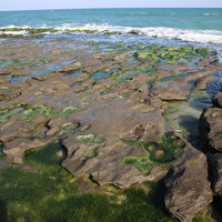 老梅石槽每當3月中旬到5月上旬，礁岩上會開始生長綠色的石蓴藻類，特別以4月清明期間藻類繁衍得最茂盛。當石蓴完全布滿整個石槽礁岩，即可欣賞到一條又一條的「綠石槽」。石槽之間的低窪地區，因為含有大量藻類分布，再加上常為魚蝦貝類生存的區域，因此生態物種特別豐富。