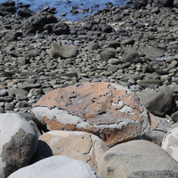 虎井嶼海岸旁被風化的玄武岩，附著在上方的氧化鐵被剝離之後，露出下方新鮮的玄武岩原色，並且因陽光的照射而顯得白皙。