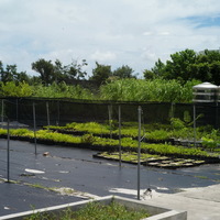 東沙島上的苗圃，苗圃中除了建置原生植物培育，防止外來種入侵外，也建置蔬菜溫室。溫室之灌溉水源來自屋頂和道路集雨系統，以增加水資源的再利用。