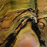 照片中的景象是野柳風景區附近的「駱駝岩」，其作用與風化紋類似，也是由地下水攜帶的鐵離子堆積在節理附近而形成。由於氧化鐵的抗侵蝕力要比附近的沙岩強，在差異侵蝕的作用之下，形成凹凸有序的小地景。