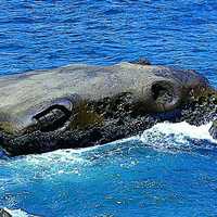 野柳的特殊小地景—象石，是由海浪的侵蝕作用所形成。在眼部凹陷的部分原本是類似燭台石與薑石的結核，受到長期的侵蝕作用而使結核掉落，變成外型酷似泡於水中的大象。