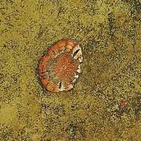 野柳的沙錢海膽化石，在過去這個地區是屬於淺海的生態環境，有許多海膽在其中生長，最後沙灘經過成岩作用形成沙岩層，其中的海膽也隨之變成化石。
