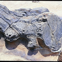 薑石上遍布縱橫交錯的節理，且有少數的蜂窩岩侵蝕出現於其上。照片中可見薑石與下方岩層顏色有明顯的不同，表示其岩性有差異。薑石所含的碳酸鈣相對較多，而與下方的砂岩有異。