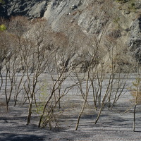 颱風過後大量的泥沙被帶到河床上堆積，使得原本在河岸邊的樹木部分被泥沙所掩蓋，形成如同在河床上長出樹木的奇特現象。