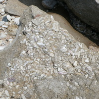 東嶼坪海灘上的灘岩，可以看到由貝殼碎片、破碎珊瑚和粗粒沙三者膠結組成。