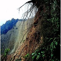 在苗栗縣的三義火炎山自然保留區，具有發達的礫石層邊坡，其特色是非常的陡峭。幻燈片中，會發現有突出的植物與它的根部，其下的部份呢？崩落了。所以形成了這一幕驚心動魄的景象。