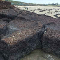在金門海灘，剛從邊坡上掉落下來的貓公石母岩。由於在岩壁上遇到的風化力道較小，貓公石的孔洞不大。但在掉落之後會遇到波浪的拍擊，這些礁石的體積會快速的被侵蝕縮小。