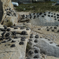 金門岩石海岸常見的防禦工事—玻璃樁。利用水泥將玻璃瓶碎片黏在海岸岩石上，阻絕敵軍攀岩或搶灘。而這些人造物也對金門的海岸，創造出一些具有歷史意義的特殊景觀。
