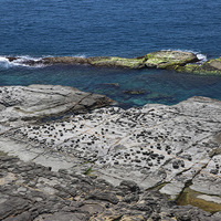 海蝕平台上可以看到許多一顆顆球狀的深色的岩石，仔細看這些都是呈現球狀的蜂窩岩，有些蜂窩岩下方有部分的砂岩支撐，一般稱作這種地景為蕈狀岩，與北部海岸野柳地質公園的蕈狀岩是相同的成因。