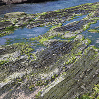在東北角的潮間帶，是許多海濱的生物如石蓴、藤壺、牡蠣、蟹類和螺類的棲所，而低潮線附近的岩表上則大量長著各種藻類，這些藻類具有高的營養價值，因此被當地漁民採集來販售。