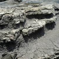 鼻頭角也可看到泥質砂岩層及頁岩層，這些岩層相對砂岩層較為軟弱，所以常看許多砂岩突出於地表。仔細觀察泥質砂岩中的組成，可以看多許多生痕化石，其中沙棒是此區常見的生物鑽孔遺跡。