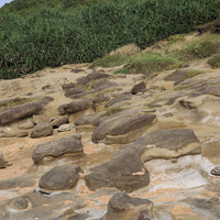 在深奧岬上，可以看多許多類似野柳地區的薑石小地景，薑
石是岩層中含有不規則結核，當結核周圍較軟的質地經侵蝕
後凹下，使得較硬的結核露出地表。
