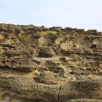 在砂岩中結核因分布在不同的層位上，因此可以看到不同大
小的蜂窩岩，呈現階梯狀，排列在不同的高度上。