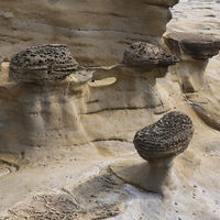 岩層中的結核，因下部的砂岩逐漸被侵蝕，形成上方粗下方
細的外型，稱為蕈狀岩，在深澳岬的岩層上也可以看到許多
蕈狀岩的分布。